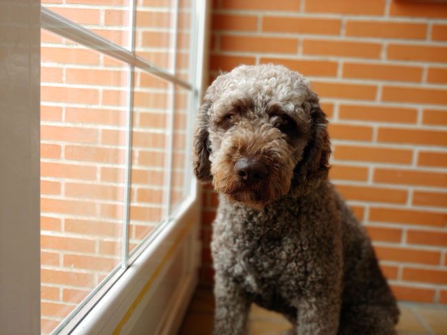 Modo retrato con el LG G7 ThinQ