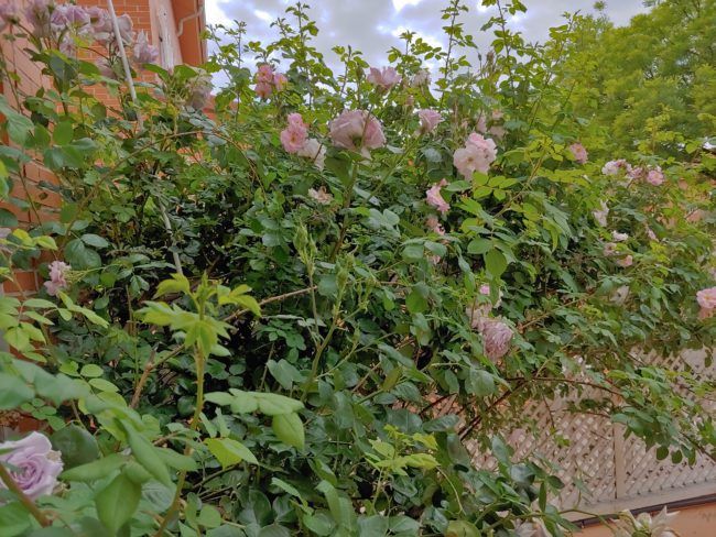 Foto en eutomático con el LG G7 ThinQ