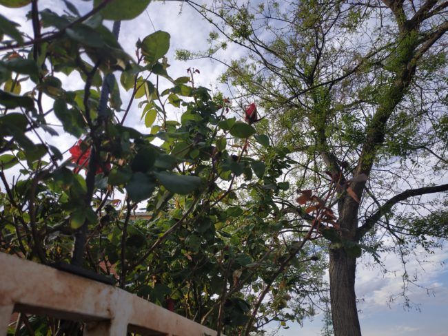 Foto a vegetación con el Xiaomi Redmi Note 5