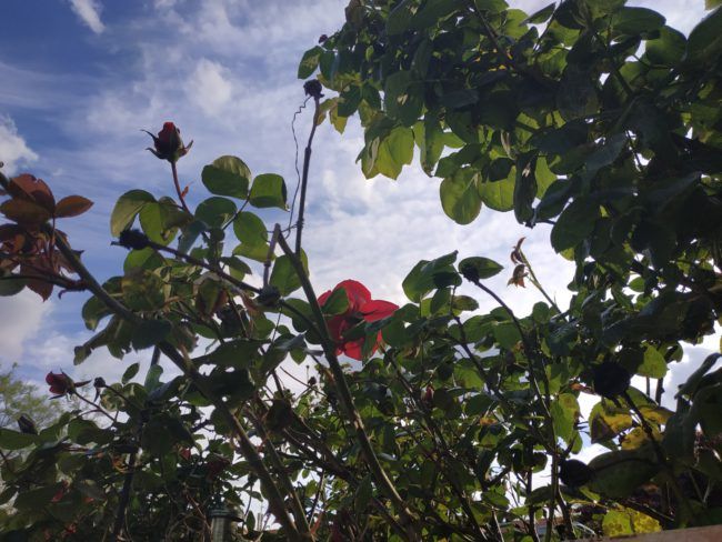 Foto con zoom máximo con el Xiaomi Redmi Note 5
