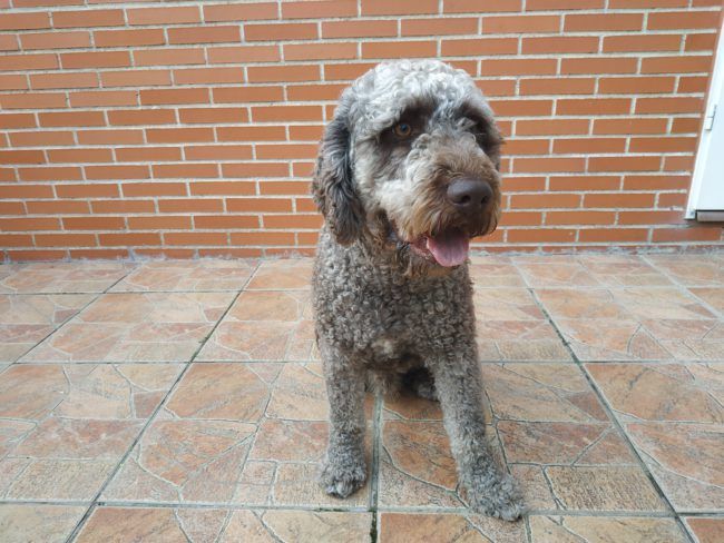 Foto retrato con el Xiaomi Redmi Note 5
