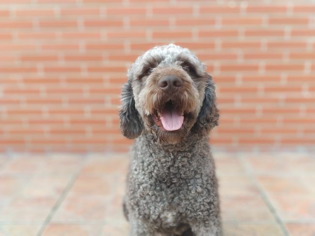 Foto con Modo retrato con el Xiaomi Redmi Note 5