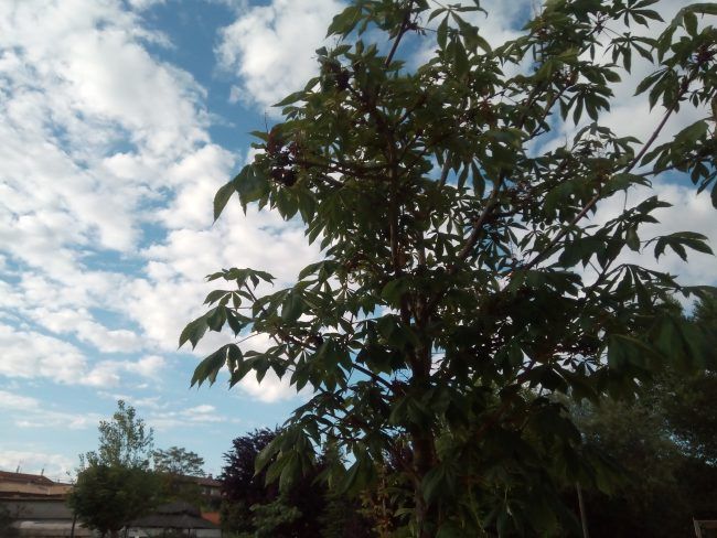 Foto en automático con el Alcatel 3X
