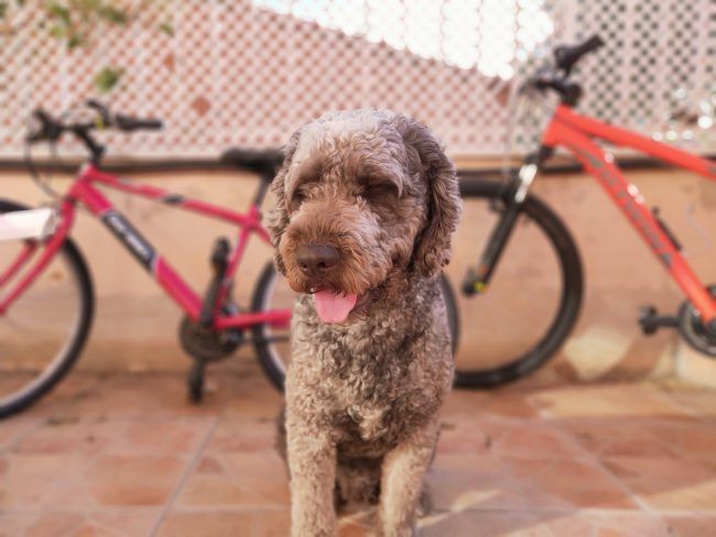 Foto de retrato con desenfoque con el Oppo Find X