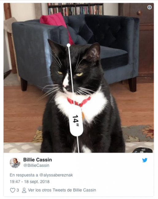 app measure gatos