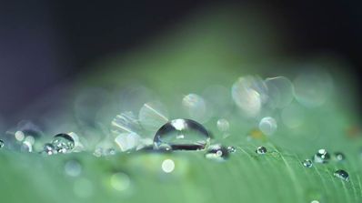 macro foto