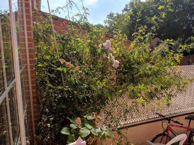 Foto planta Pixel 3 XL
