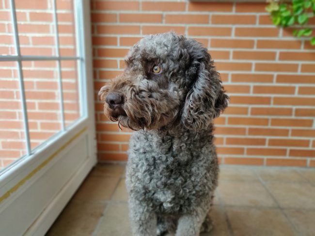 Retrato con desenfoque OnePlus 6T