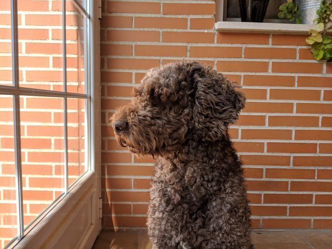 Foto retrato con el Pixel 3 XL