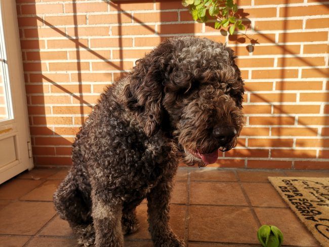 Retrato con el Huawei Mate 20