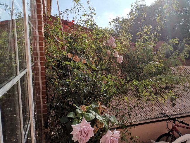 Foto a plantas en exterior Huawei Mate 20
