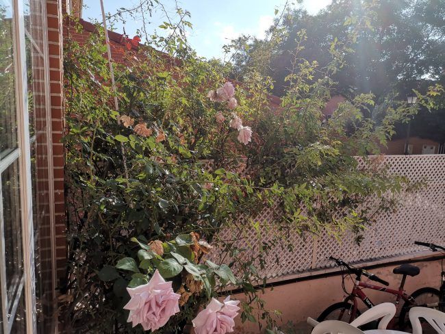 Foto plantas HDR con el Huawei Mate 20