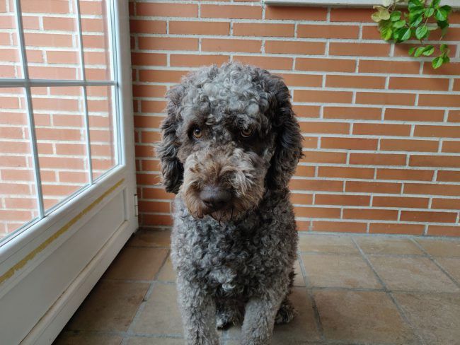 Retrato sin desenfoque OnePlus 6T