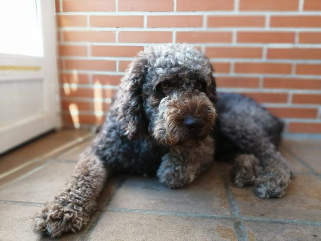 Foto desenfoque con el Honor 8X