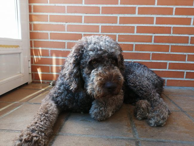 Foto retrato con el Honor 8X