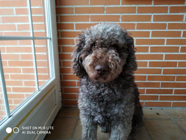 Foto retrato Xiaomi Mi 8 Lite