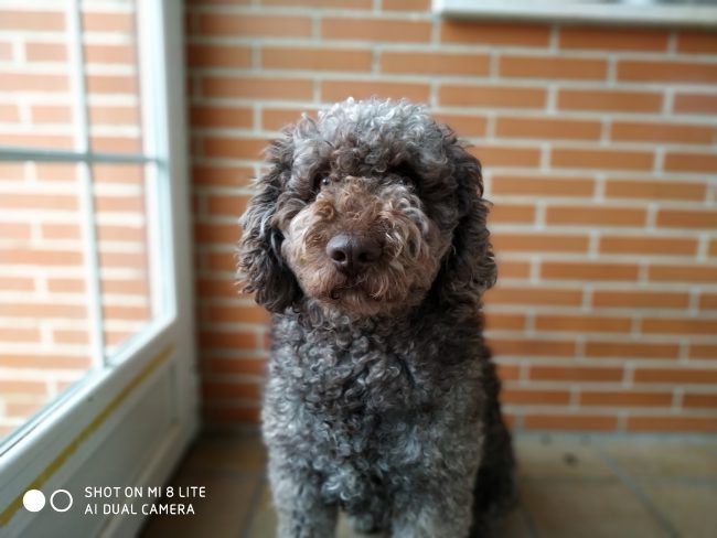 Foto retrato con desenfoque con el Xiaomi Mi 8 Lite