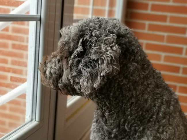 Foto con desenfoque con el Huawei Mate 20 X