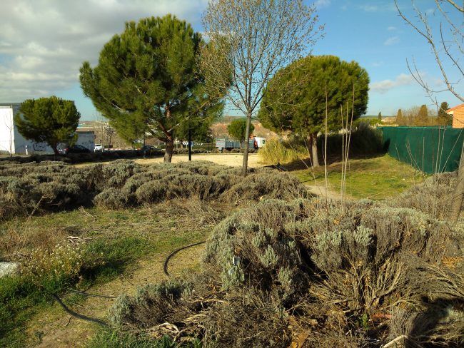 Foto con HDR con el Huawei Y9 2019