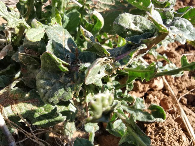 Foto planta Huawei P30