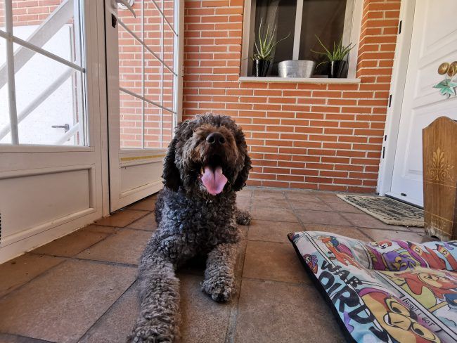 Foto retrato normal con el Huawei P30