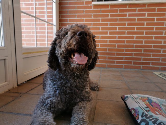 Foto modo retrato con el Huawei P30