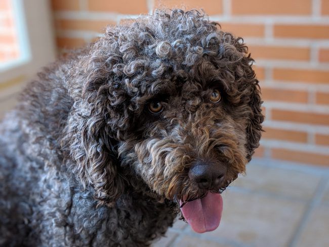 retrato con desenfoque con el Google Pixel 3a XL