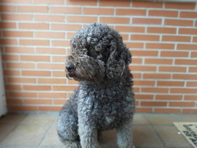 retrato desenfoque con el Samsung Galaxy A50