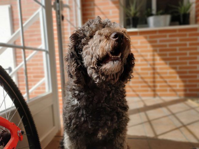Retrato desenfoque Oppo Reno
