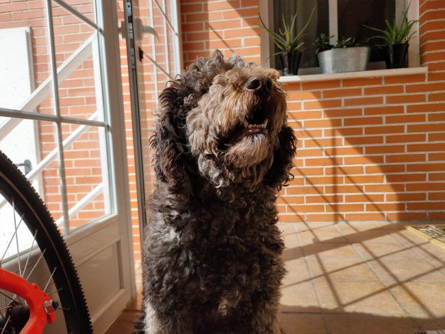 Retrato sin desenfoque Oppo Reno