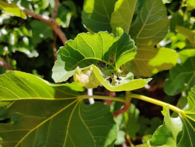 Foto plantas OnePlus 7 Pro