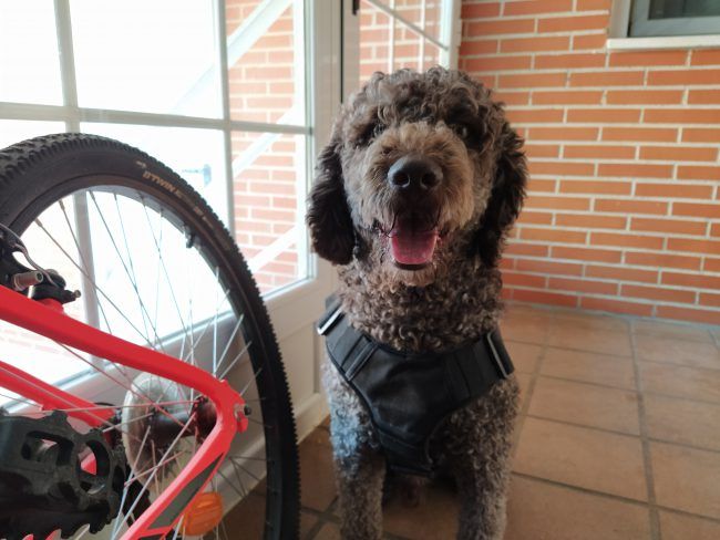 Foto retrato Xiaomi Mi A3