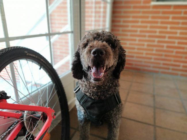 Retrato desenfoque con el Xiaomi Mi A3