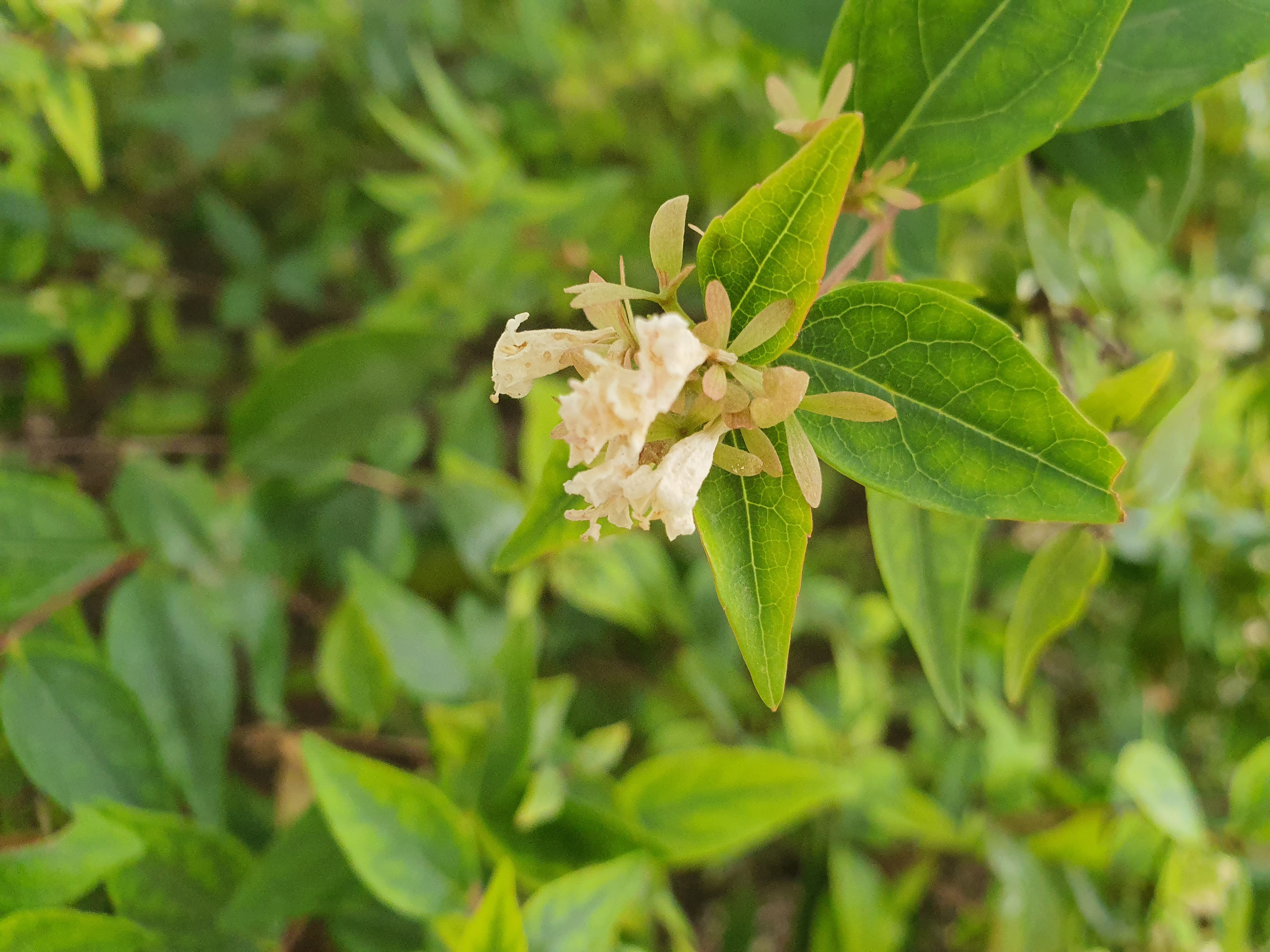 Foto macro con verde Samsung Galaxy Note 10 Plus