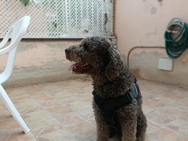 Retrato bokeh Oppo Reno Z