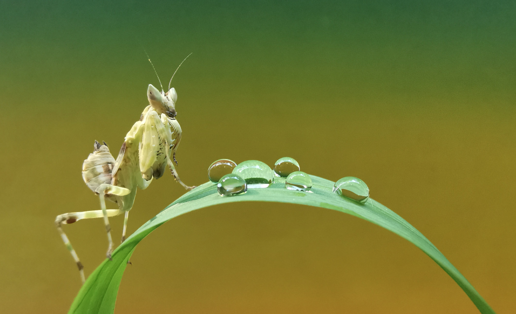 fotos macro p30 pro