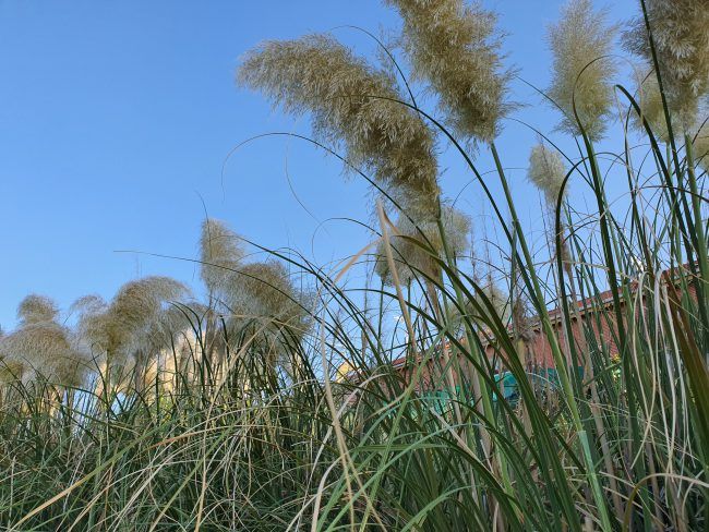 Exterior cierlo foto Samsung Galaxy Note 10