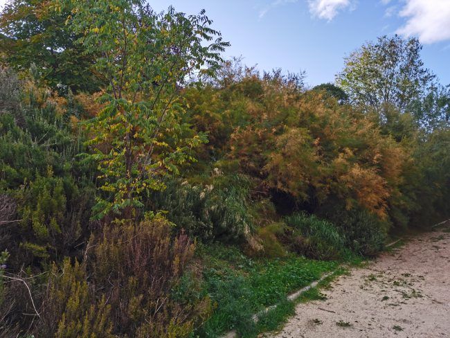 Foto con IA activada Huawei Mate 30 Pro