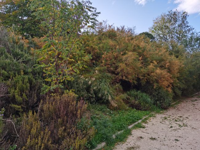 Foto sin IA Huawei Mate 30 Pro