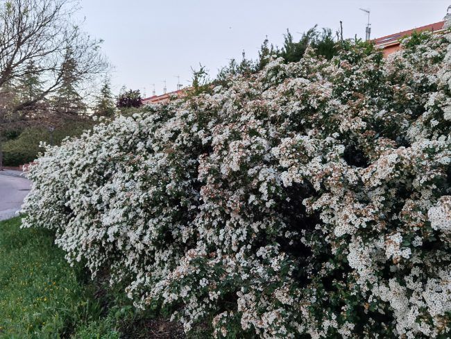 Foto en automático con el Huawei P40 Pro