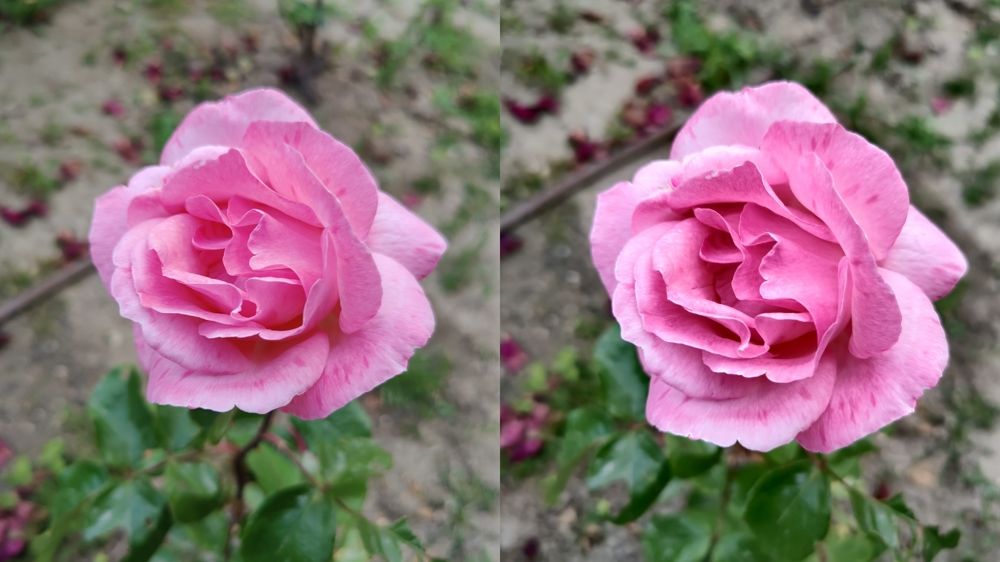 toma macro flor