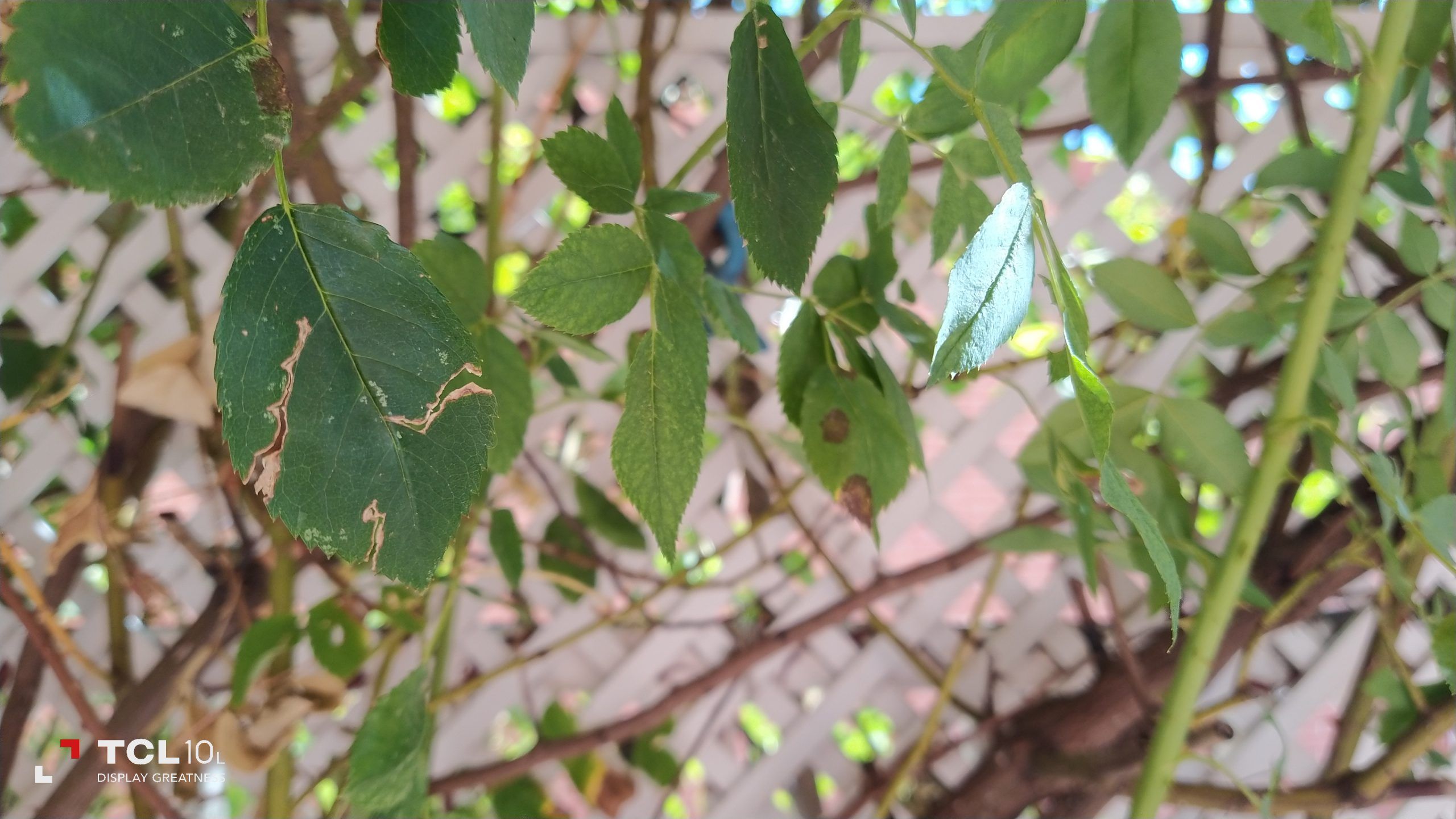 Foto en automático con el TCL 10L