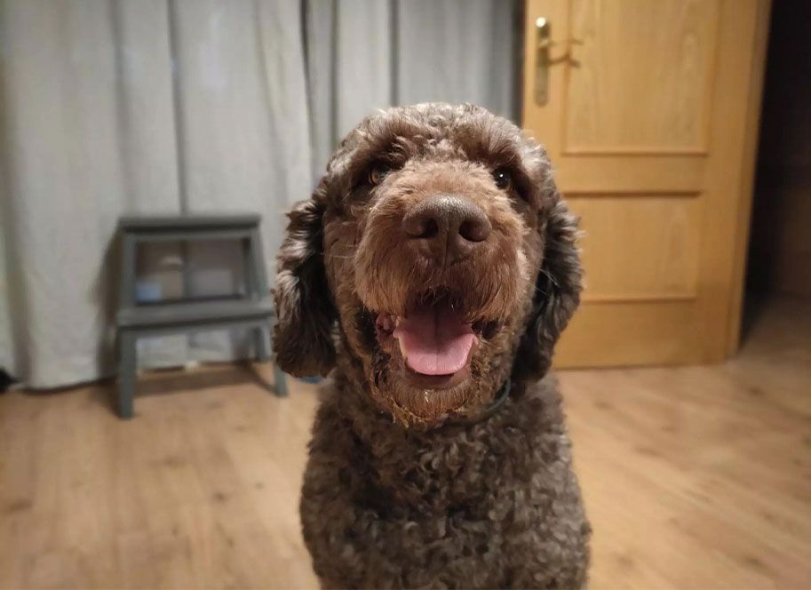 perro desenfoque realme 7 pro