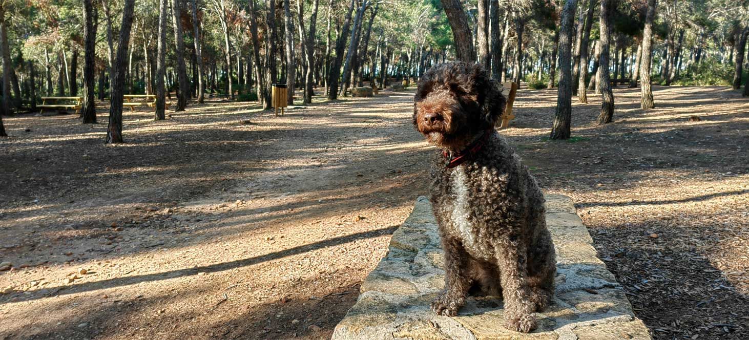 Foto perro Huawei P50 Pro