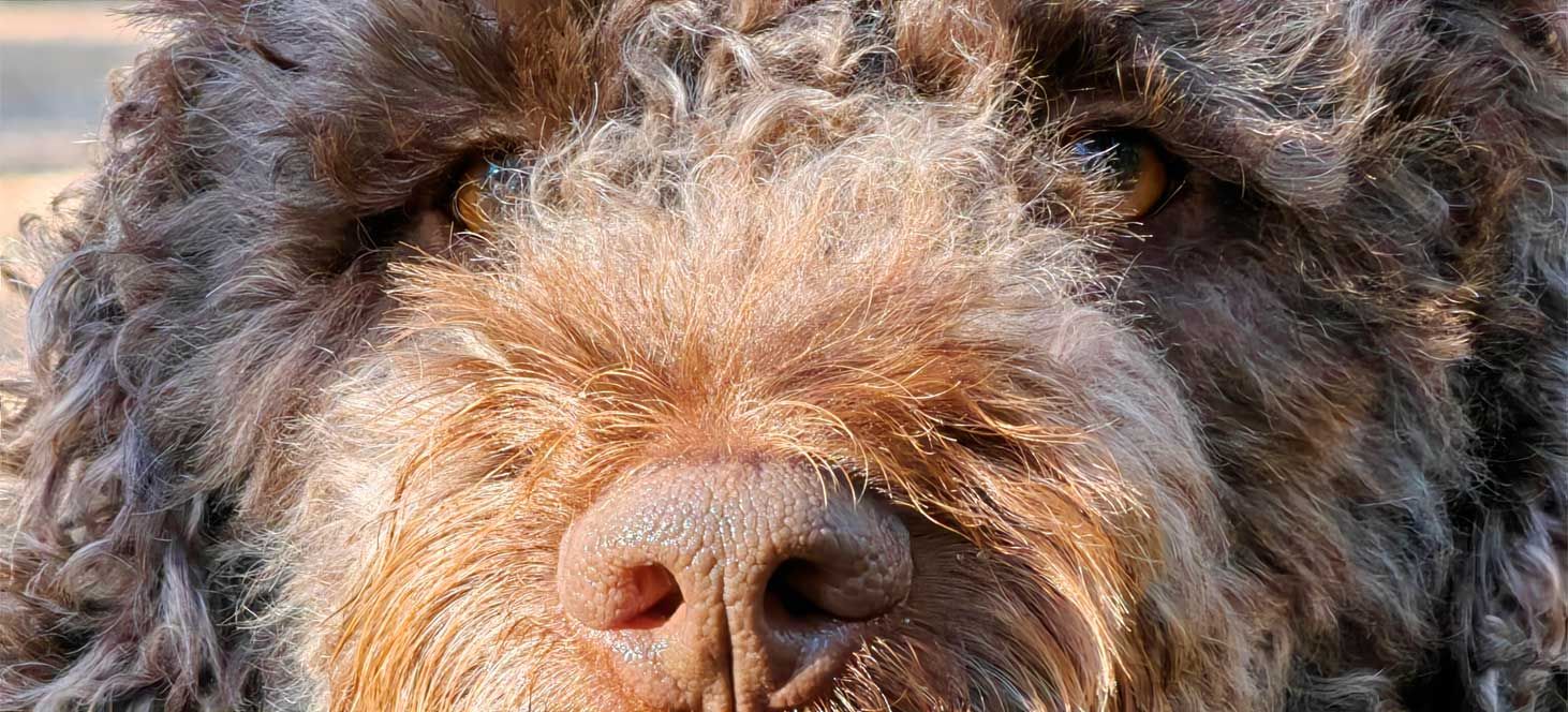 Foto perro Huawei P50 Pro