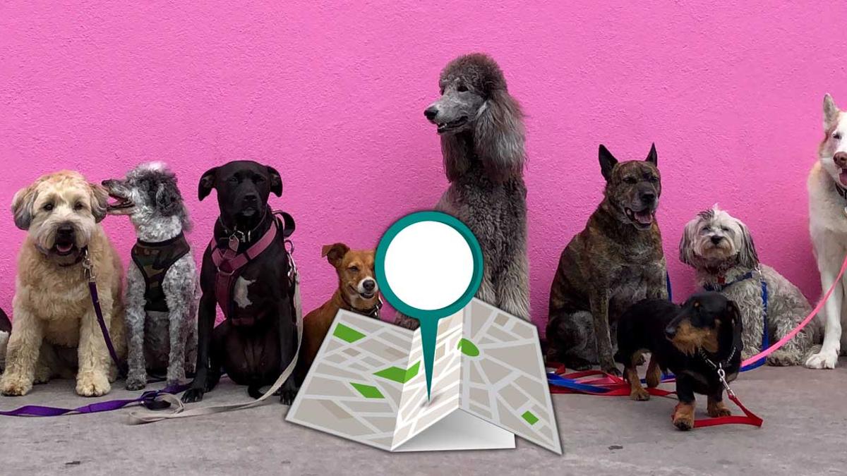 Como clasificar un GPS para mascotas - Inicio - Comunidad Todo