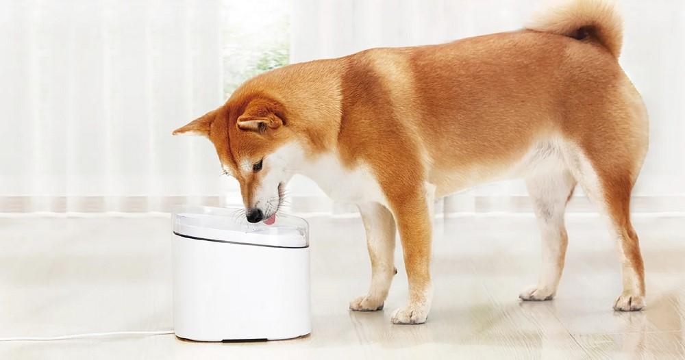 Puppy drinking at Xiaomi Smart Pet Fountain
