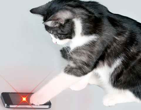 Luz Laser para gatos – Apps no Google Play