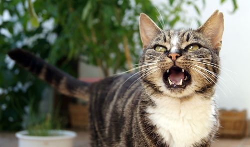 apps para hablar con tu gato