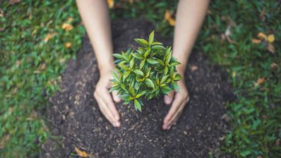 identificar plantas
